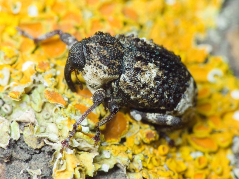 Cryptorhynchus (Cryptorhynchus) lapathi (Linnaeus, 1758)